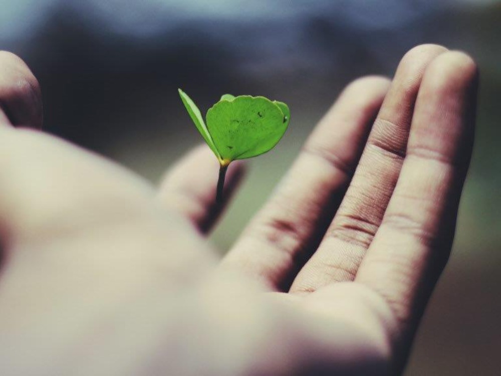 plante dans une main