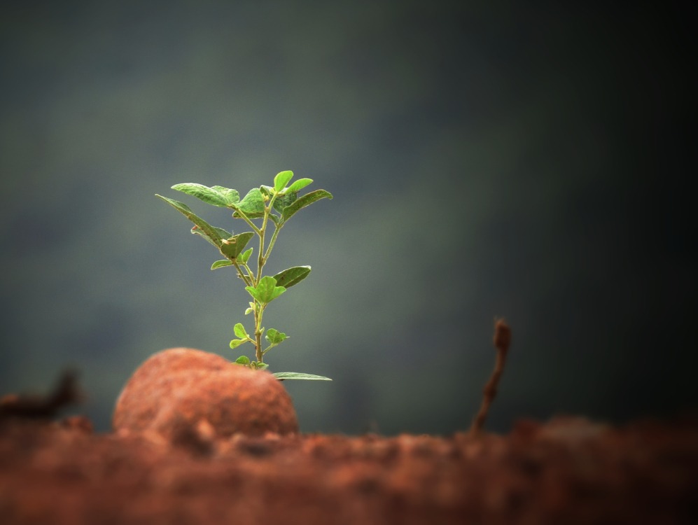 plante