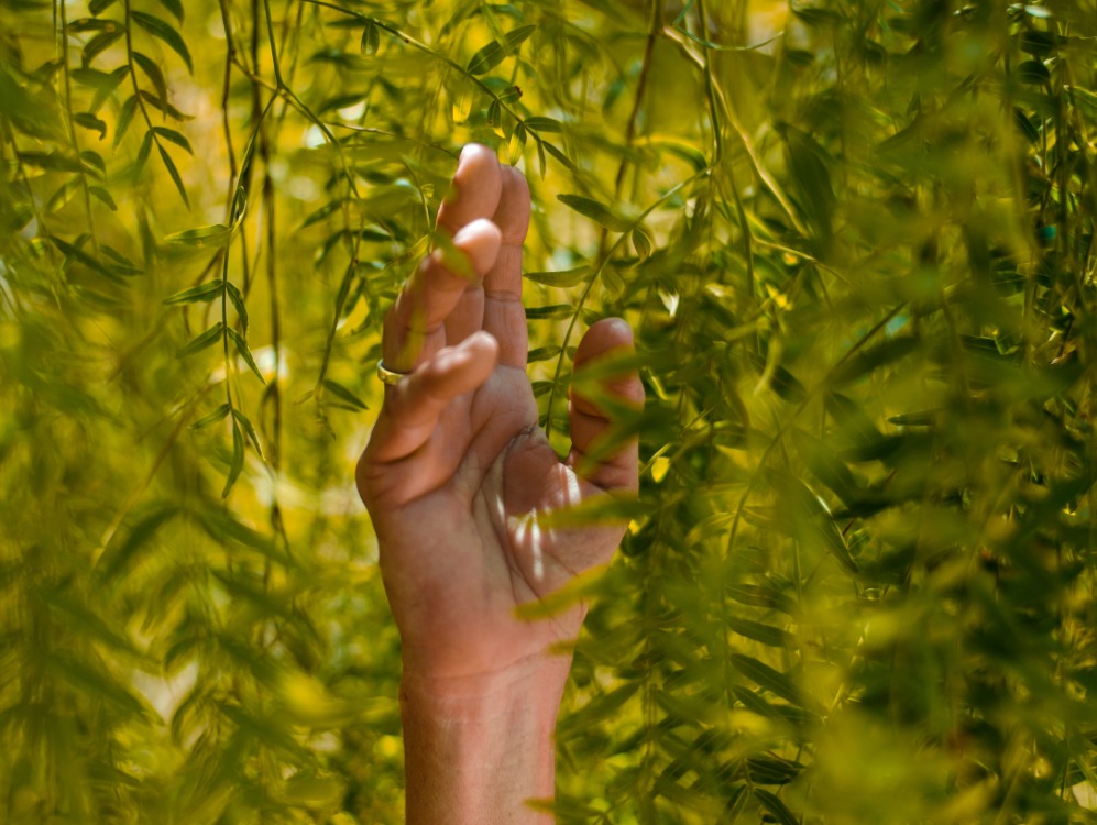main touchant une plante