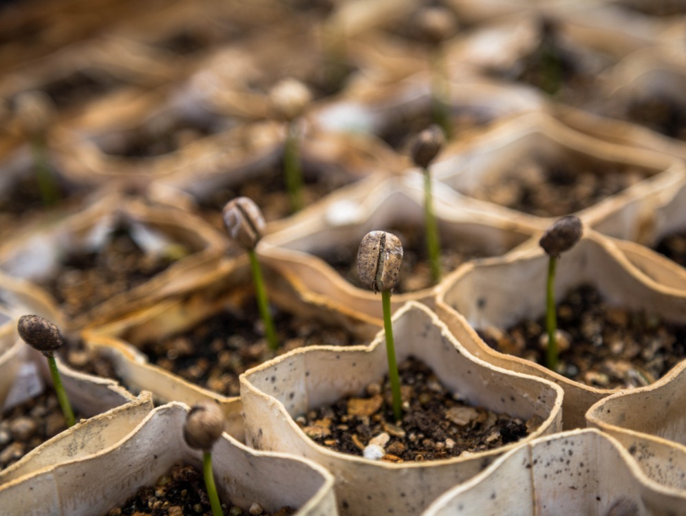 plantes qui poussent