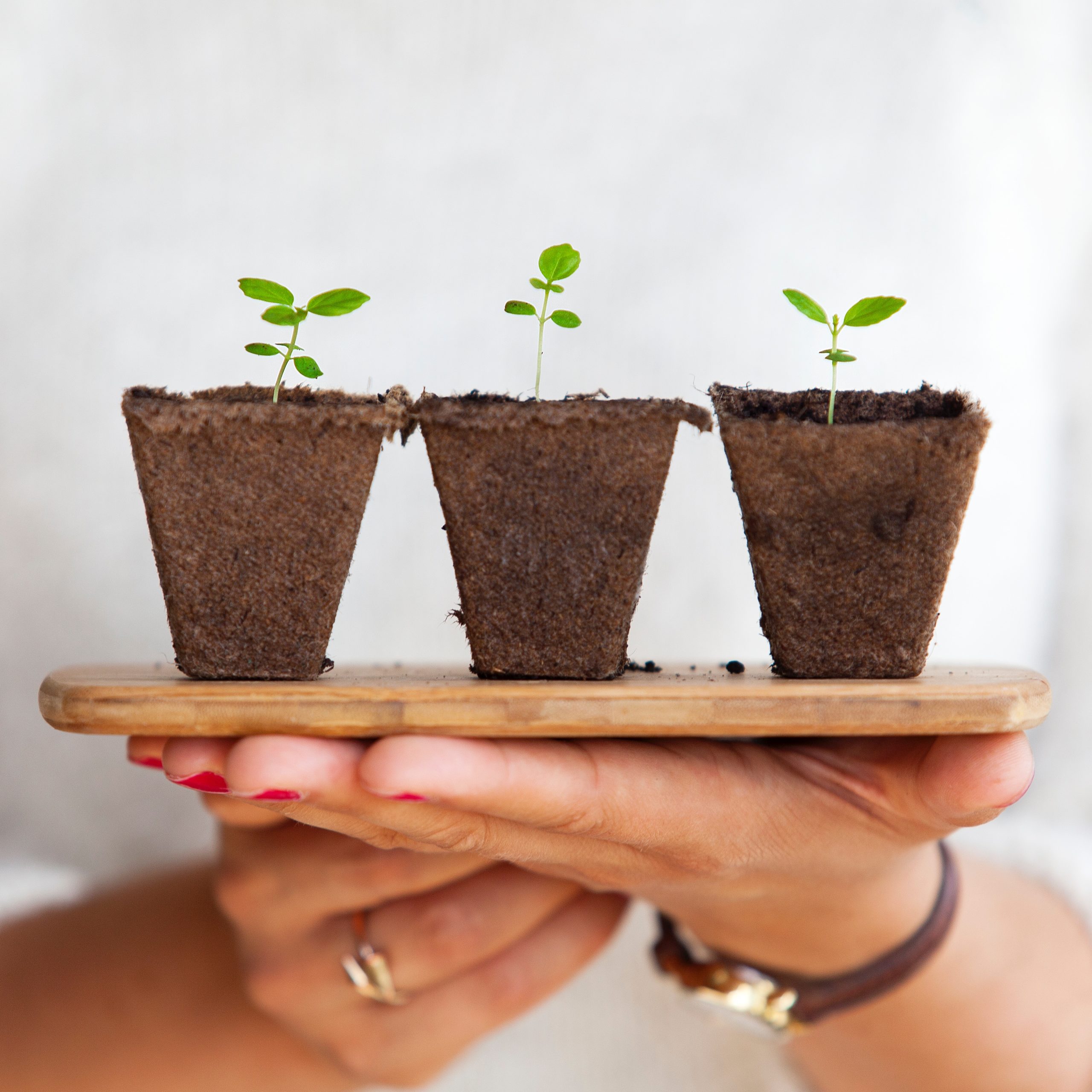 plantes à planter