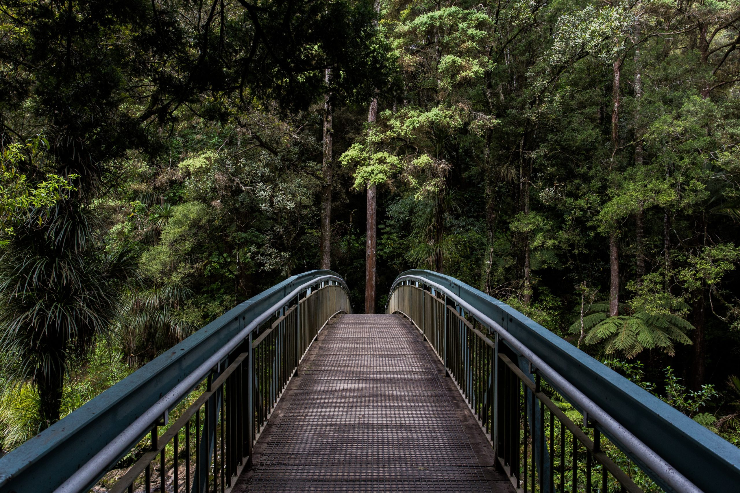 pont dans la forêt