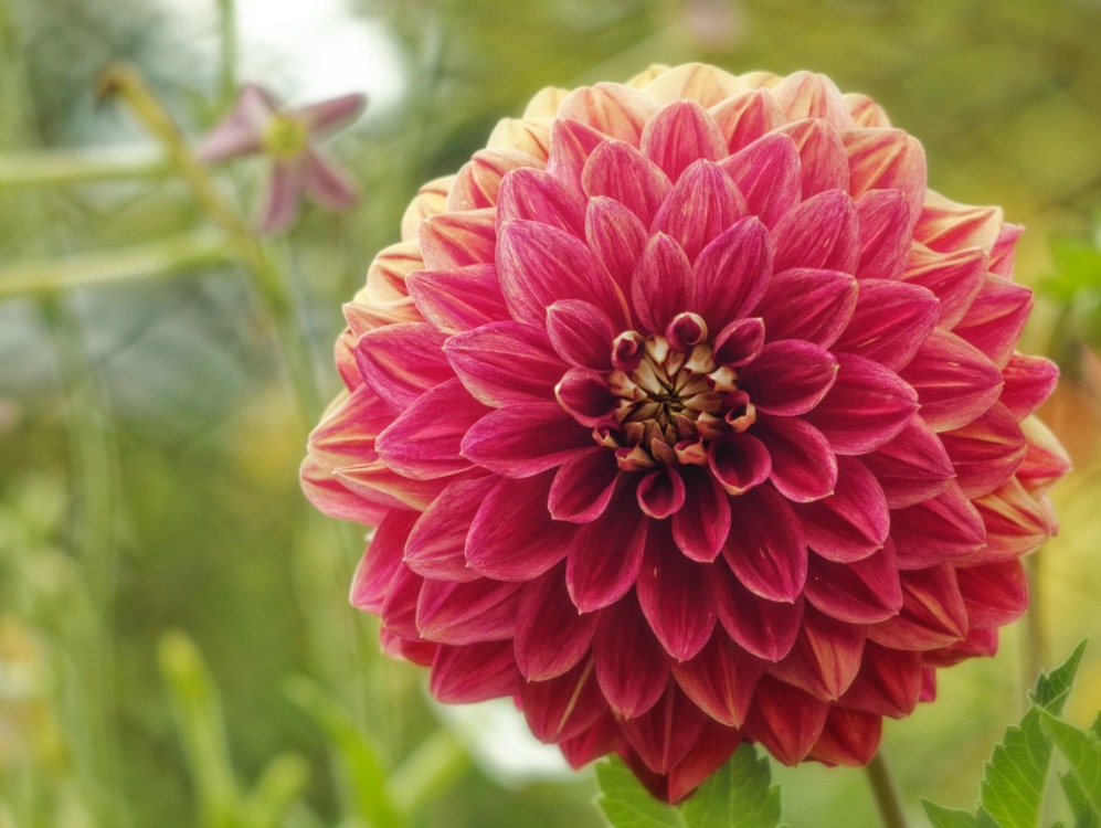 fleur